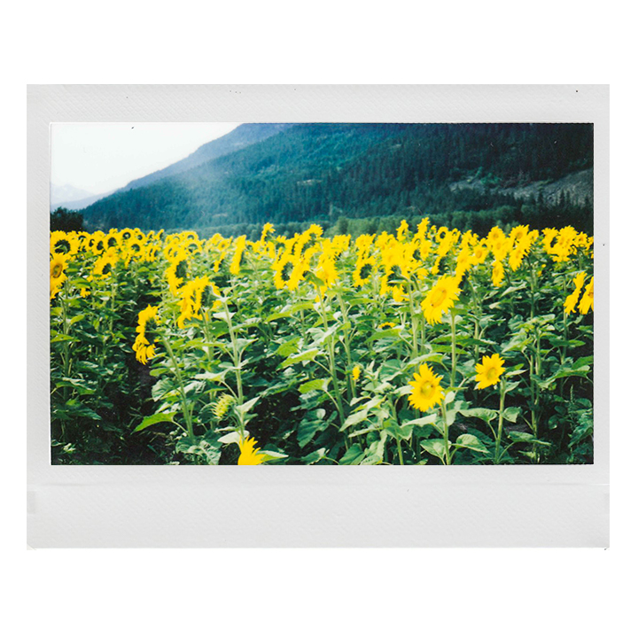 sunflower field